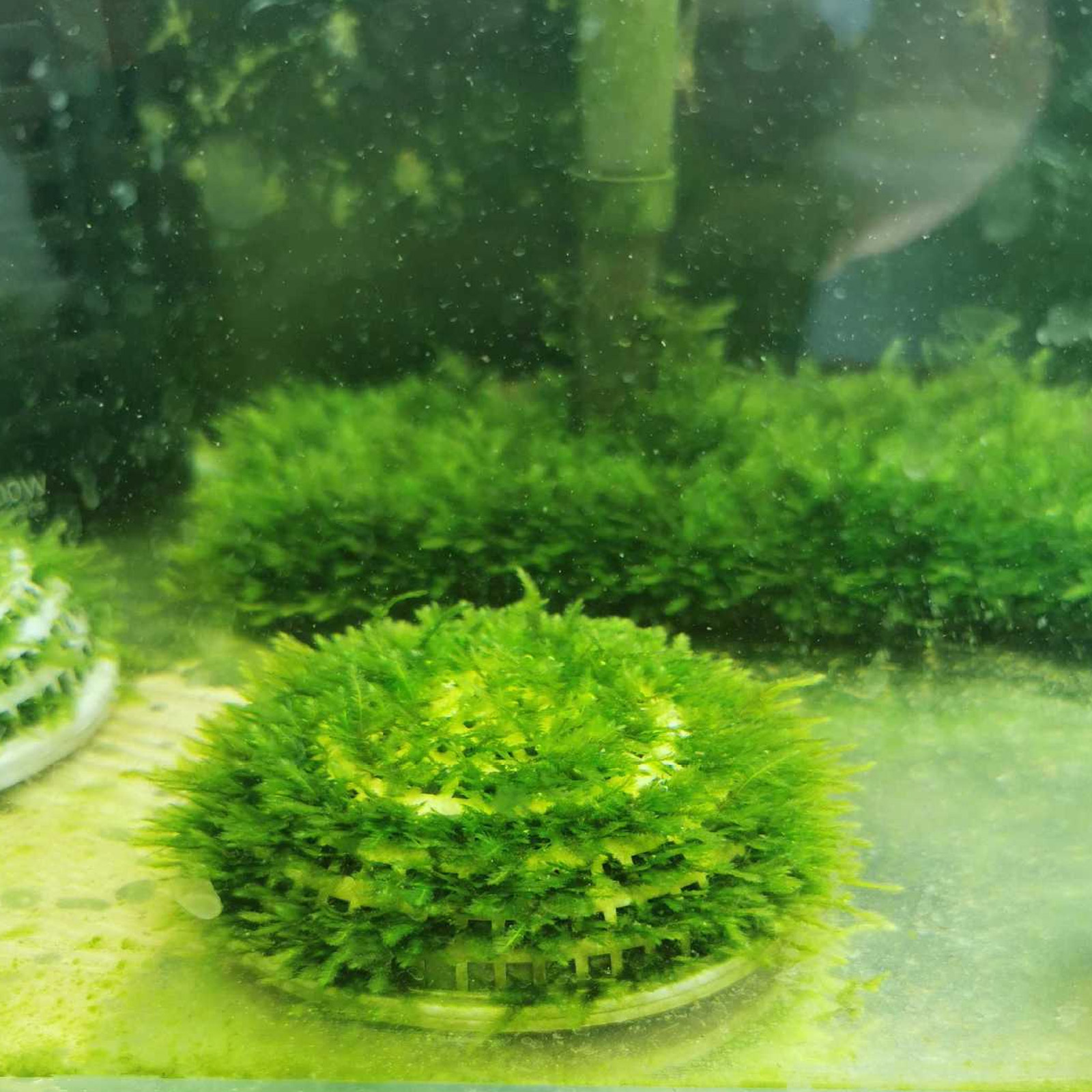 Aquarium Fish Enrichment - 2pcs Moss Breeding Boxes Aquatic Plant