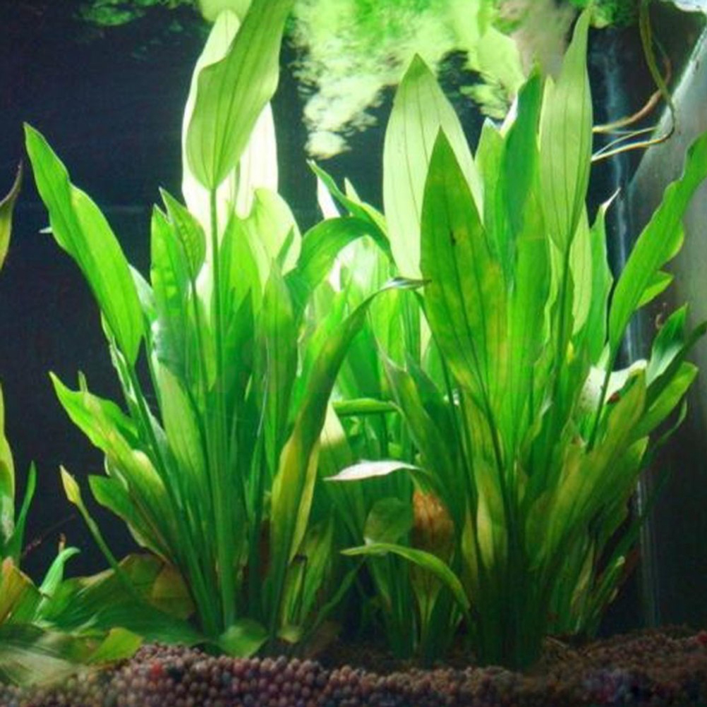 Aquarium Fish Enrichment - 15CM/10CM Underwater Artificial Aquatic Plant Ornaments