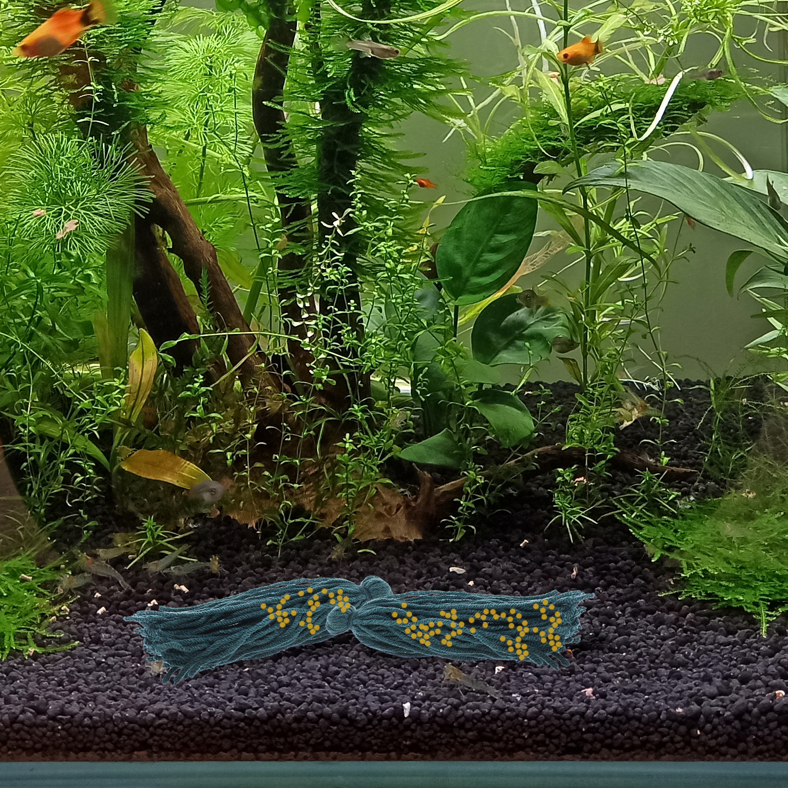 Aquarium Fish Reproduction - 5 Pcs Mop Fish Floating Spawning