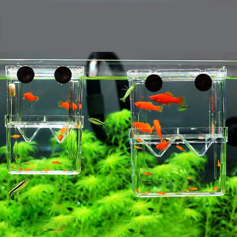 Aquarium Fish Cave - Peacock Fish Breeding Isolation Box Fish
