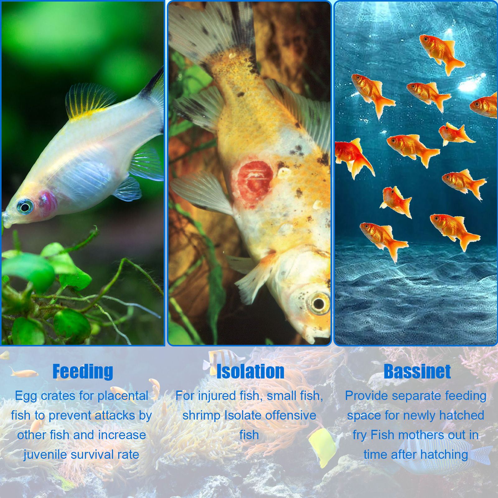 Aquarium Breeder Box Fish Bree - Aquarium Goldfish ulasan dan harga