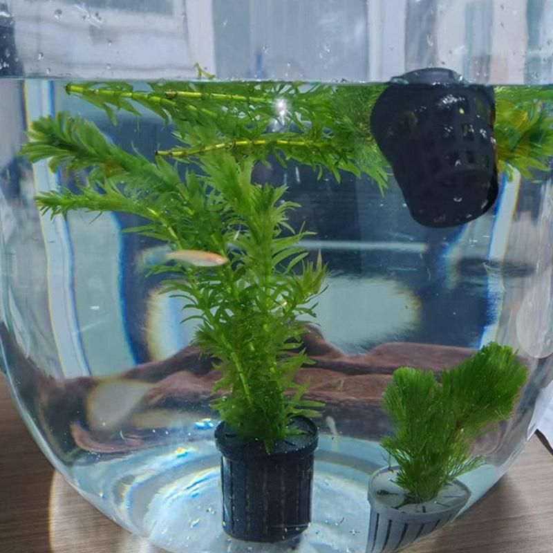 4Pcs Pet Fish Tank Landscaping - Aquarium Fish Usa ulasan dan harga
