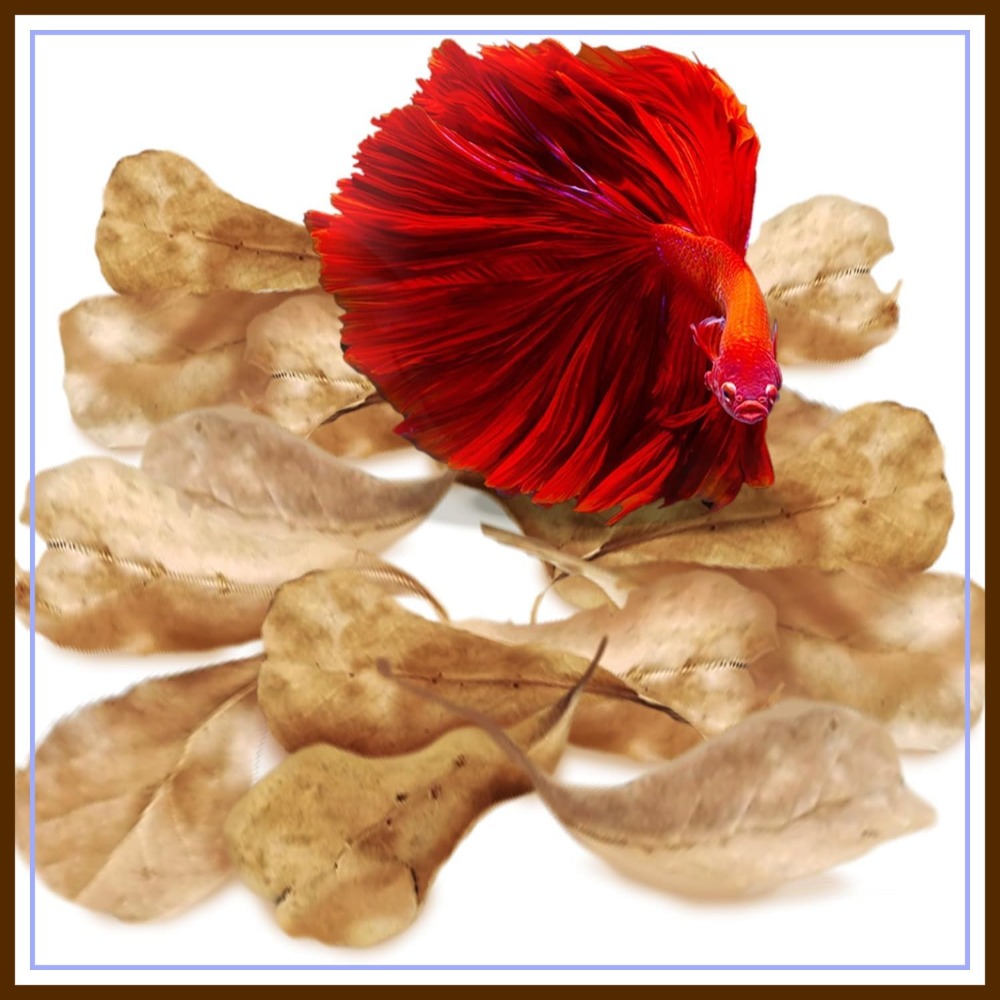 50 Pcs Catappa Indian Almond L - Aquarium Goldfish ulasan dan harga