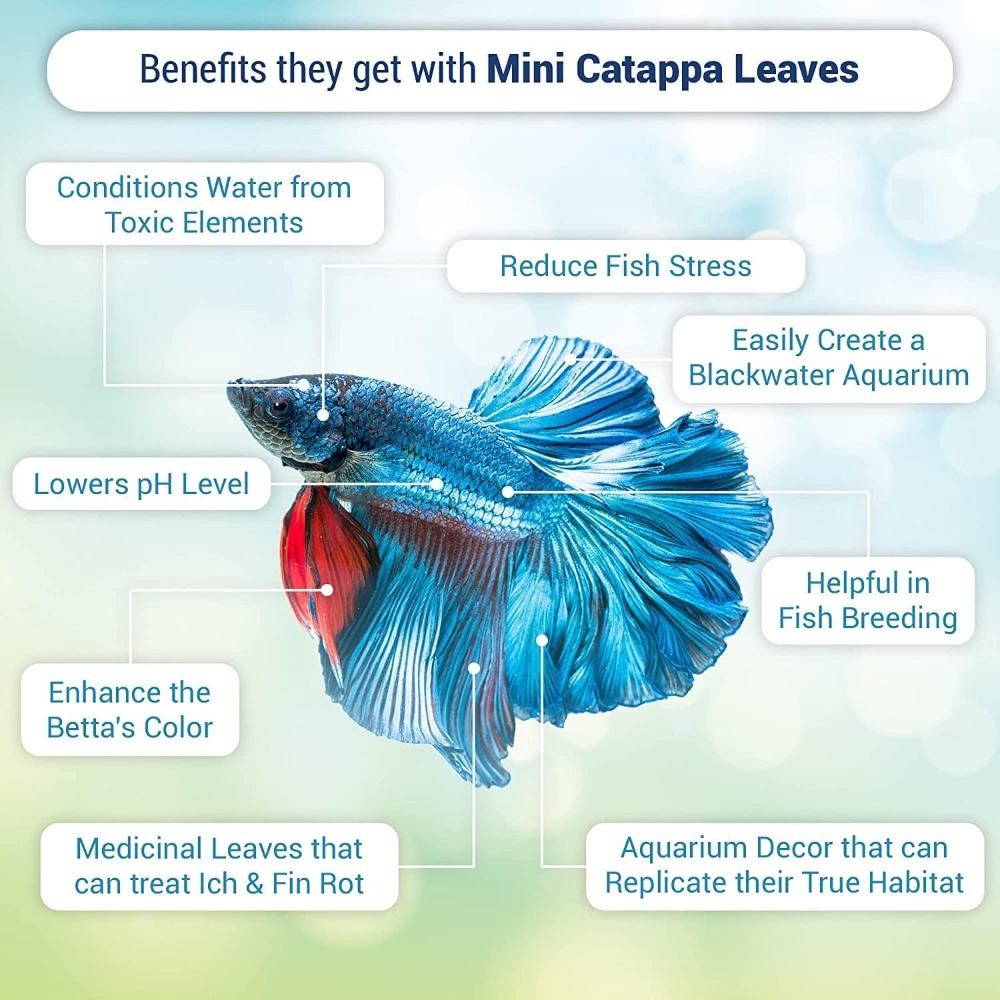 50 Pcs Catappa Indian Almond L - Aquarium Goldfish ulasan dan harga
