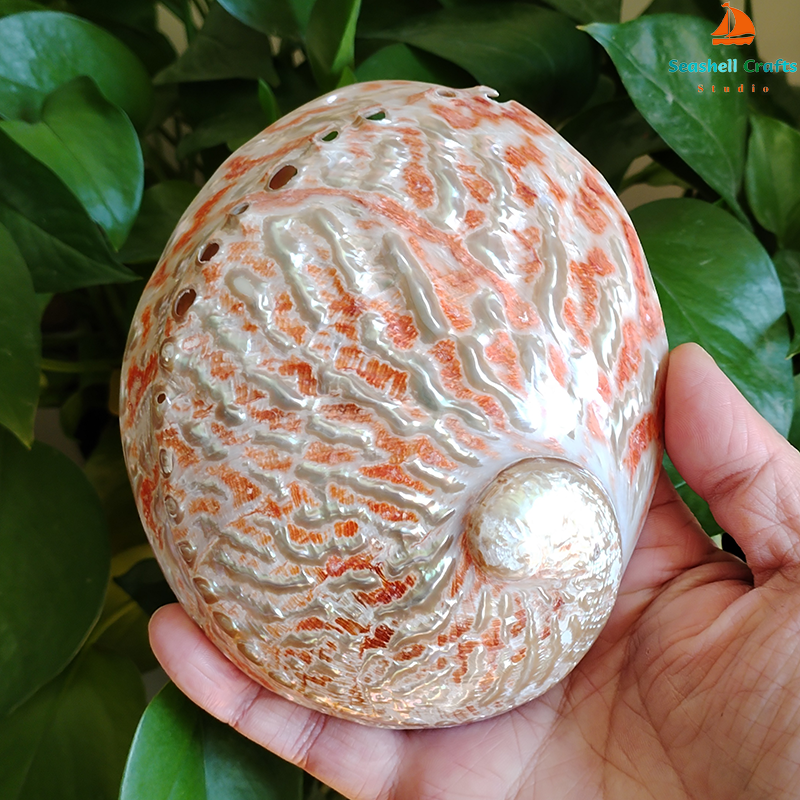 Home Decoration Red Pattern Ab - Aquarium Fish Enrichment ulasan dan harga