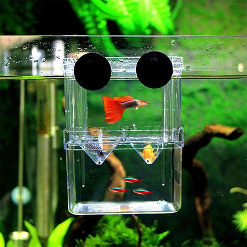 Tank For Baby Fishes Guppy Aqu - Aquarium Fish Reproduction ulasan dan harga
