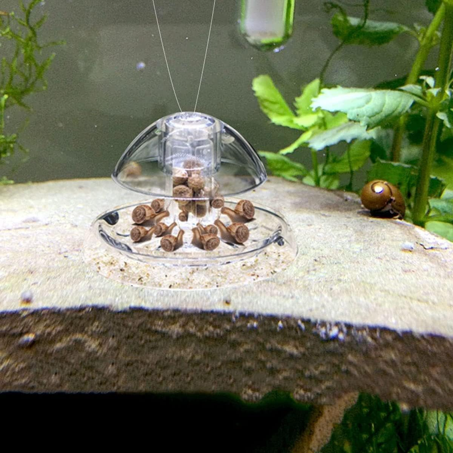 Ailindany Snail Trap Plastic T - Aquarium Fish Online ulasan dan harga