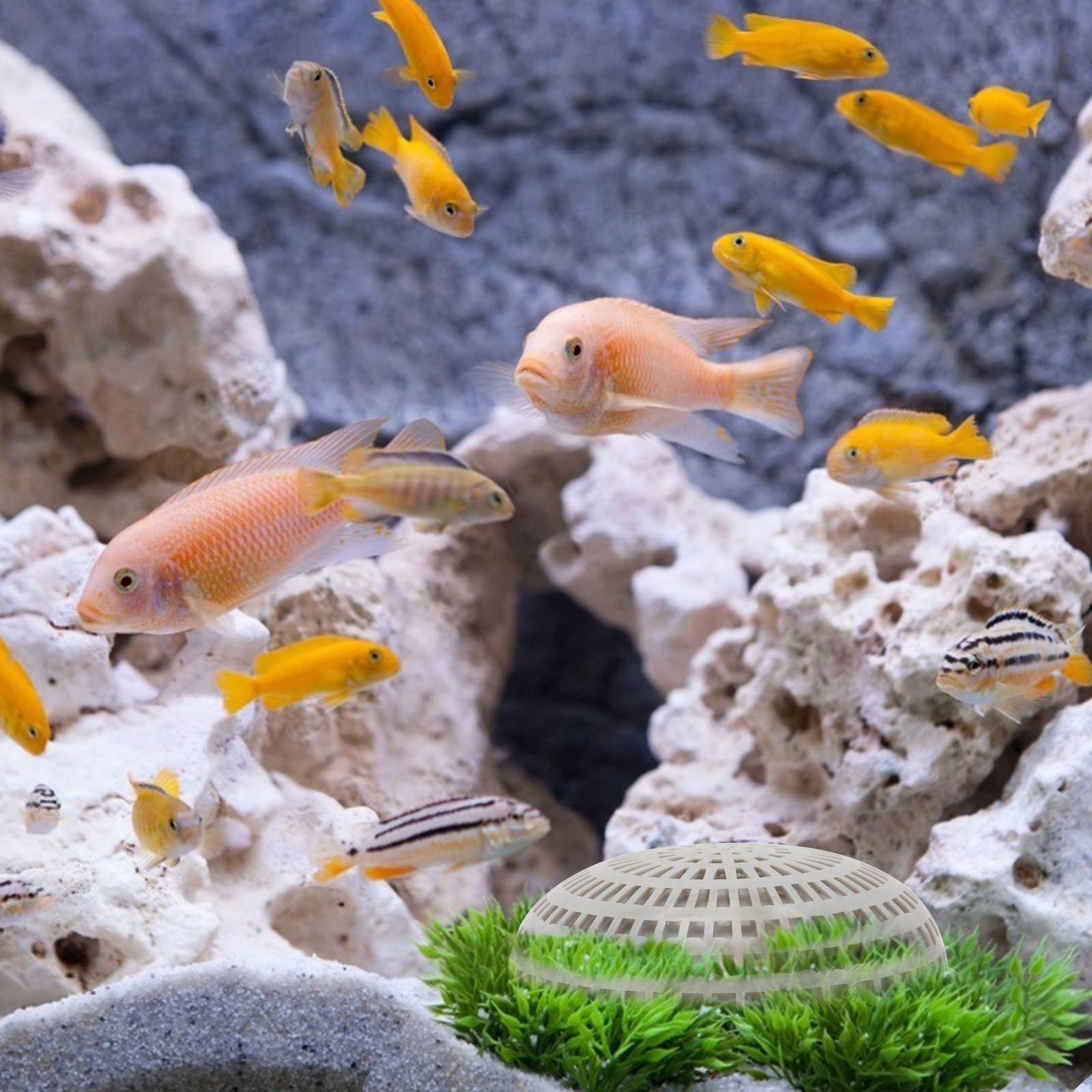 2pcs Moss Breeding Boxes Aquat - Aquarium Fish Enrichment ulasan dan harga