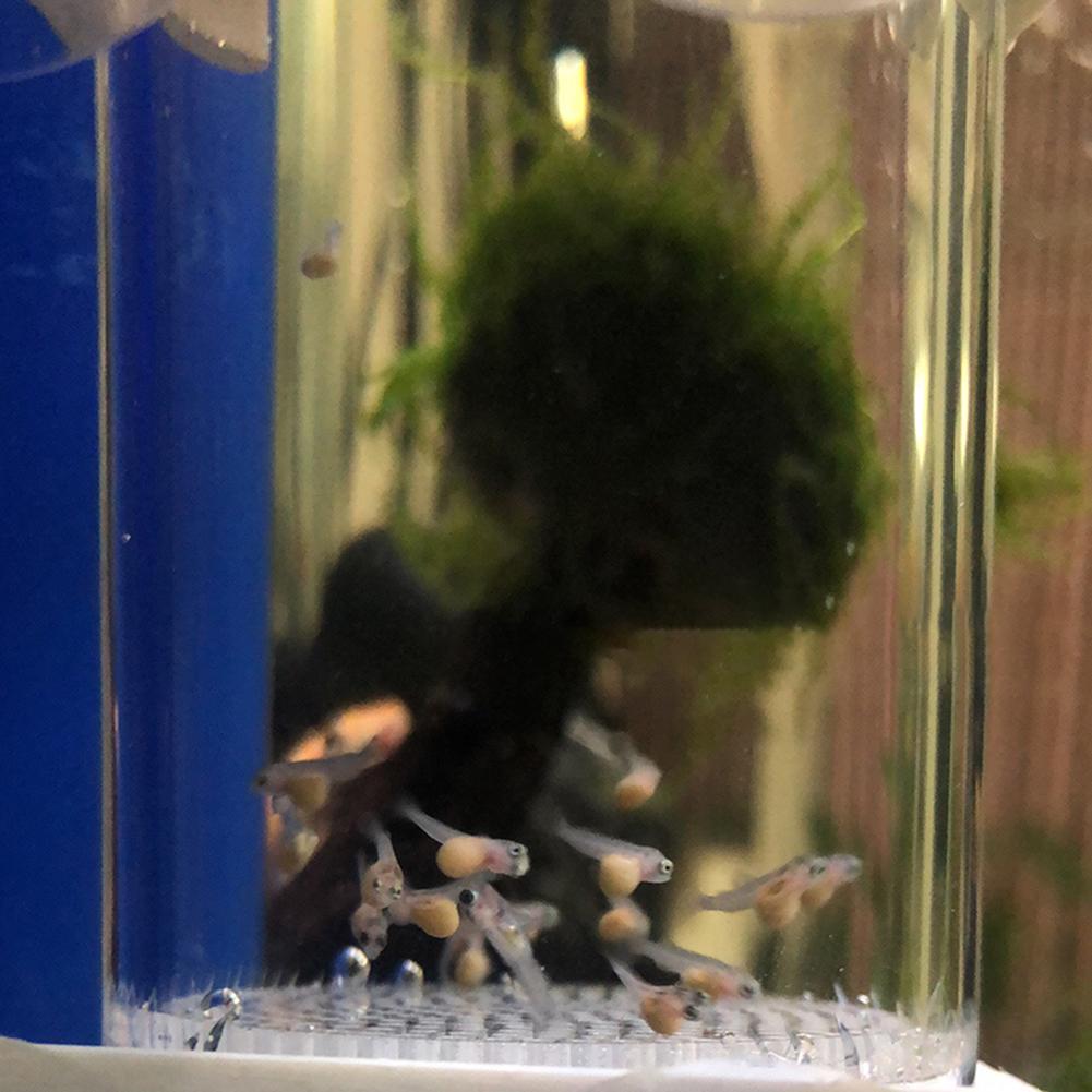 40mm Incubator Fish Hatchery E - Aquarium Fish Eggs ulasan dan harga