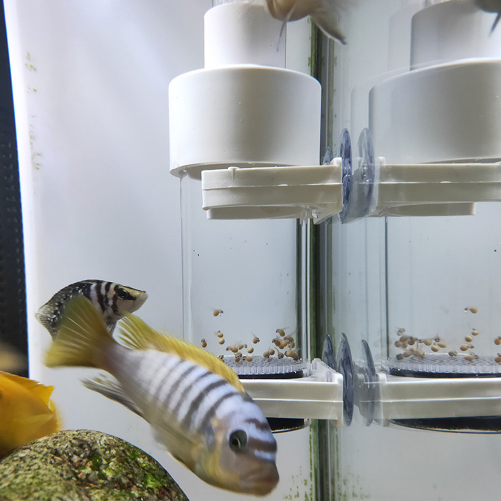 40mm Aquarium Cichlid Tumbler  - Aquarium Fish Eggs ulasan dan harga
