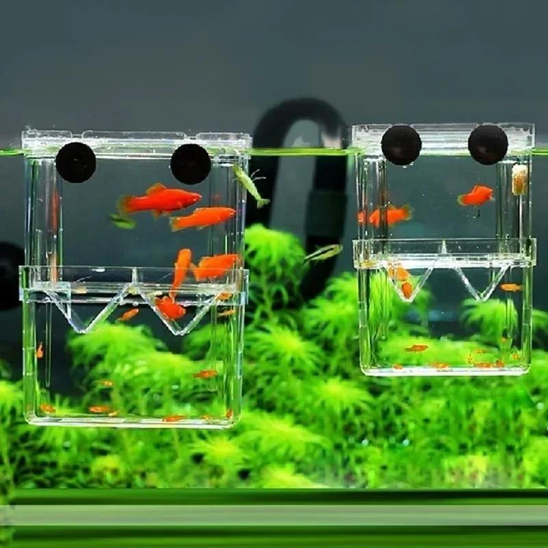 Transparent Fish Aquarium High - Aquarium Goldfish ulasan dan harga