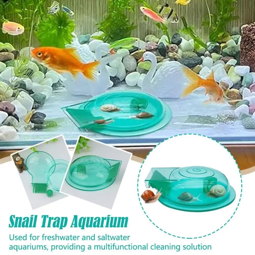 Freshwater Saltwater Aquarium  - Aquarium Fish Eggs ulasan dan harga