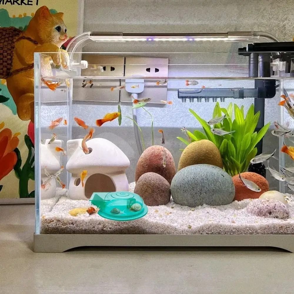 Freshwater Saltwater Aquarium  - Aquarium Fish Eggs ulasan dan harga