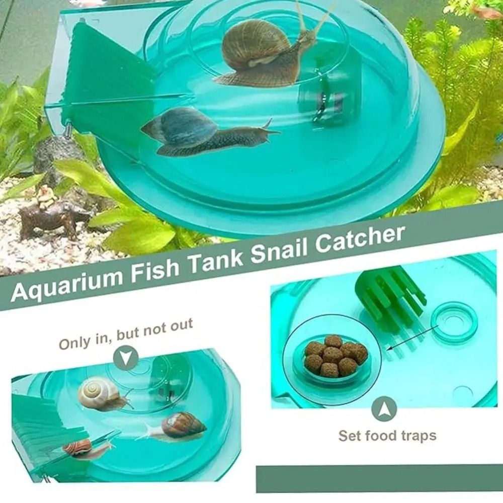 Freshwater Saltwater Aquarium  - Aquarium Fish Eggs ulasan dan harga