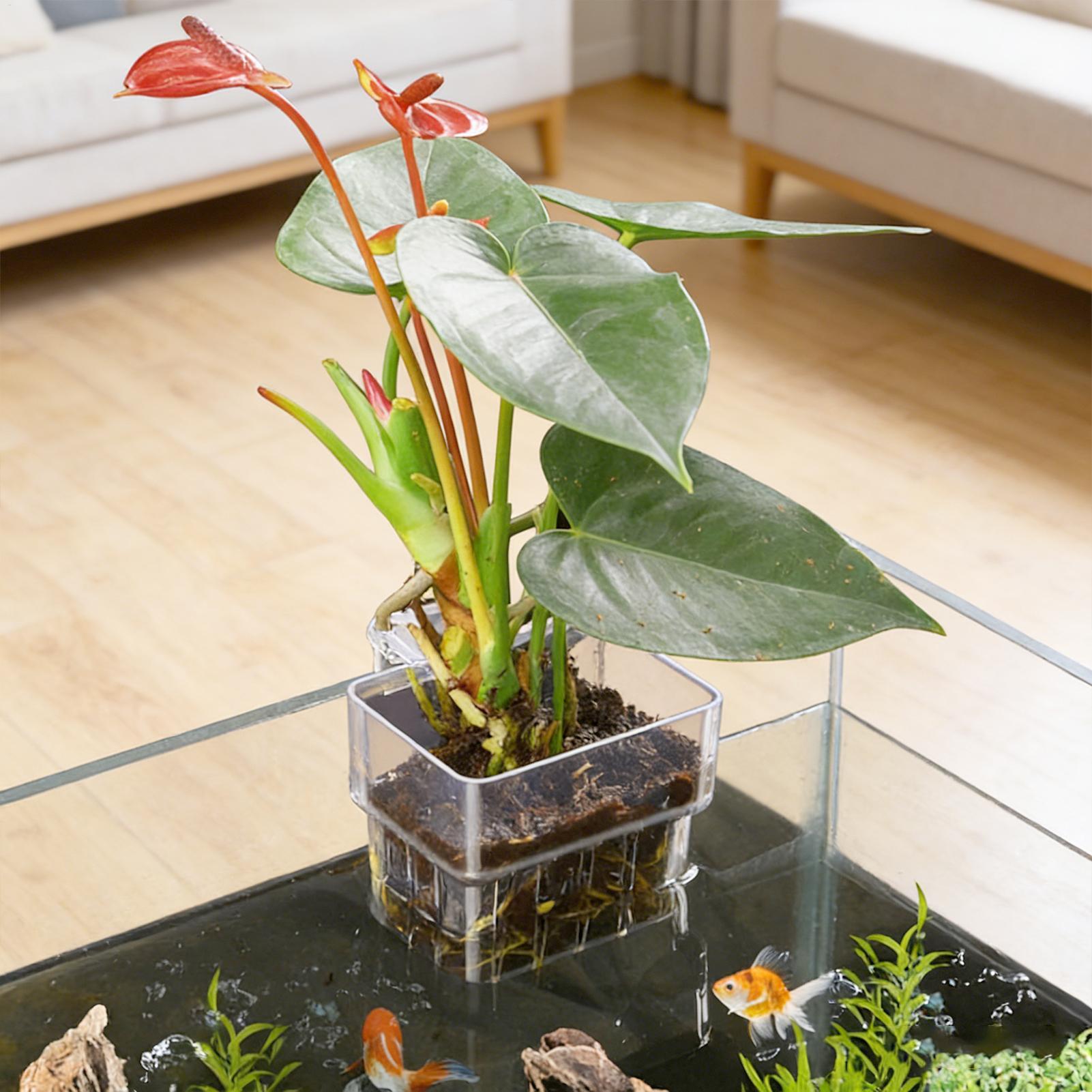 Transparent Hangable Aquarium  - Aquarium Fish Enrichment ulasan dan harga