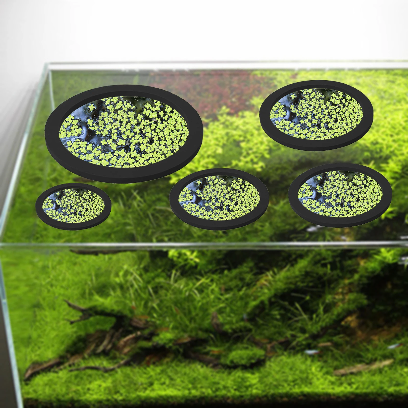 5Pcs EVA Fish Feeding Ring Aqu - Aquarium Fishing ulasan dan harga
