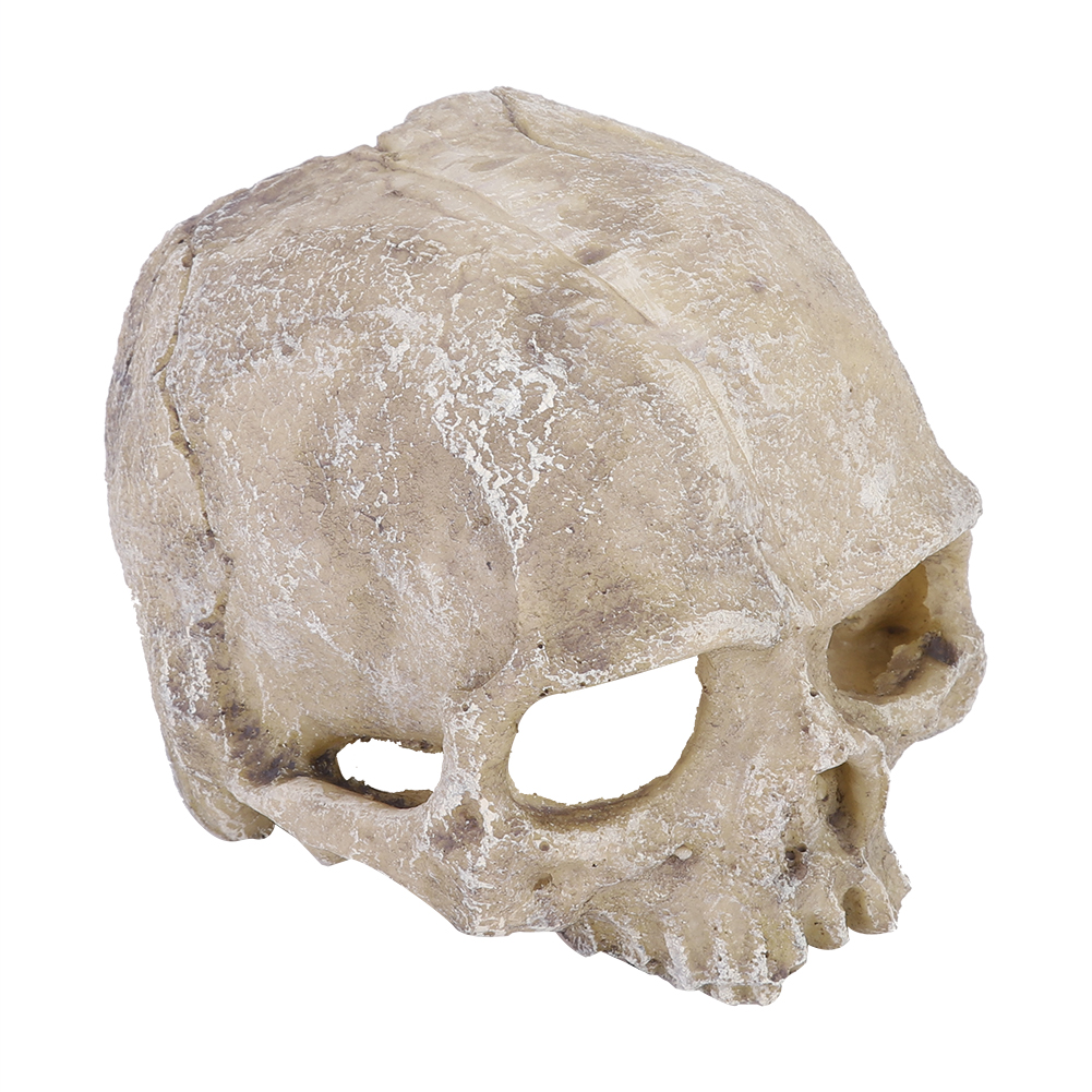 Resin Simulated Head Bone Skul - Aquarium Fish Cave ulasan dan harga