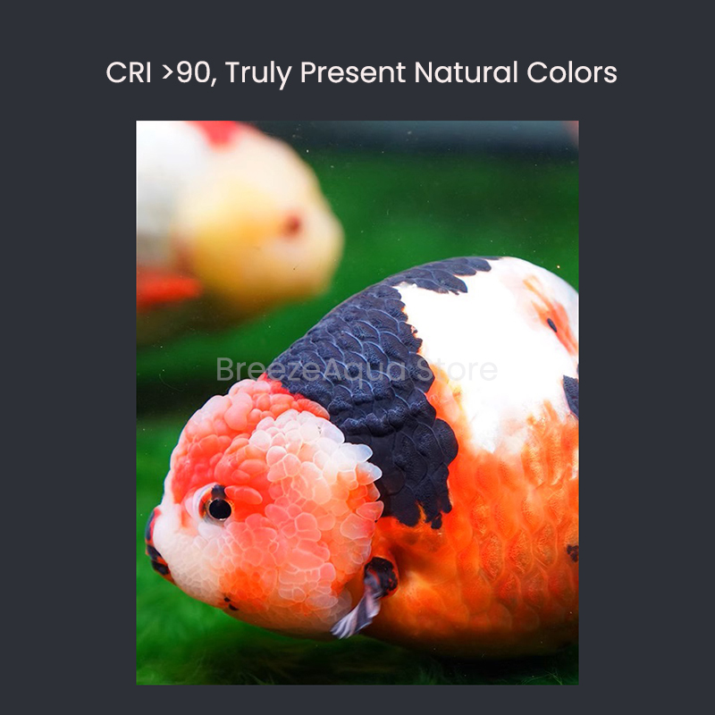 MAYIN Super Colour 100W Freshw - Aquarium Goldfish ulasan dan harga