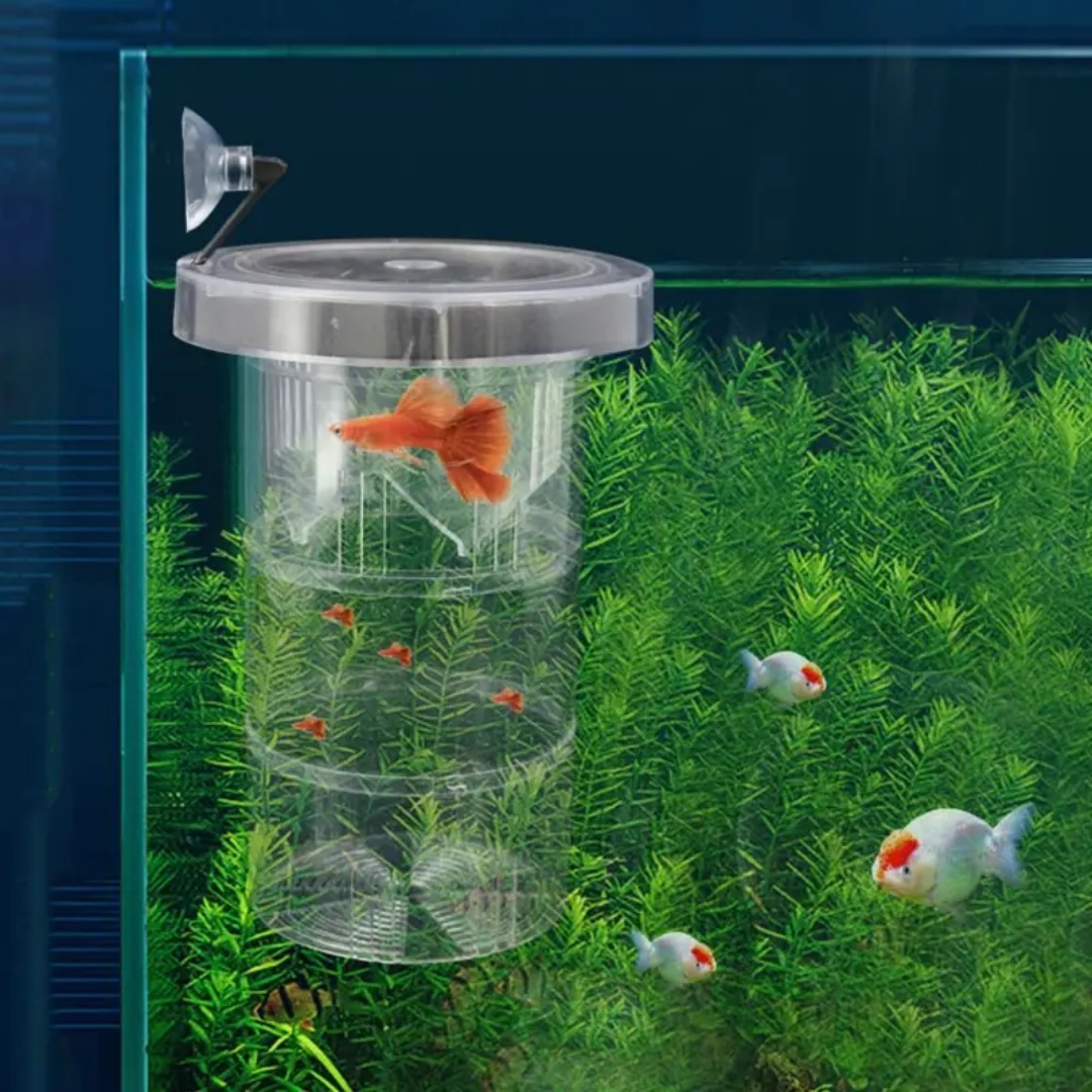 Acrylic Floating Fish Breeding - Aquarium Fish Cave ulasan dan harga