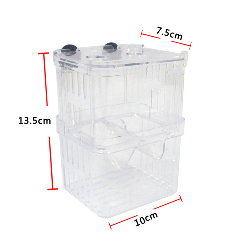 Peacock Fish Breeding Isolatio - Aquarium Fish Cave ulasan dan harga