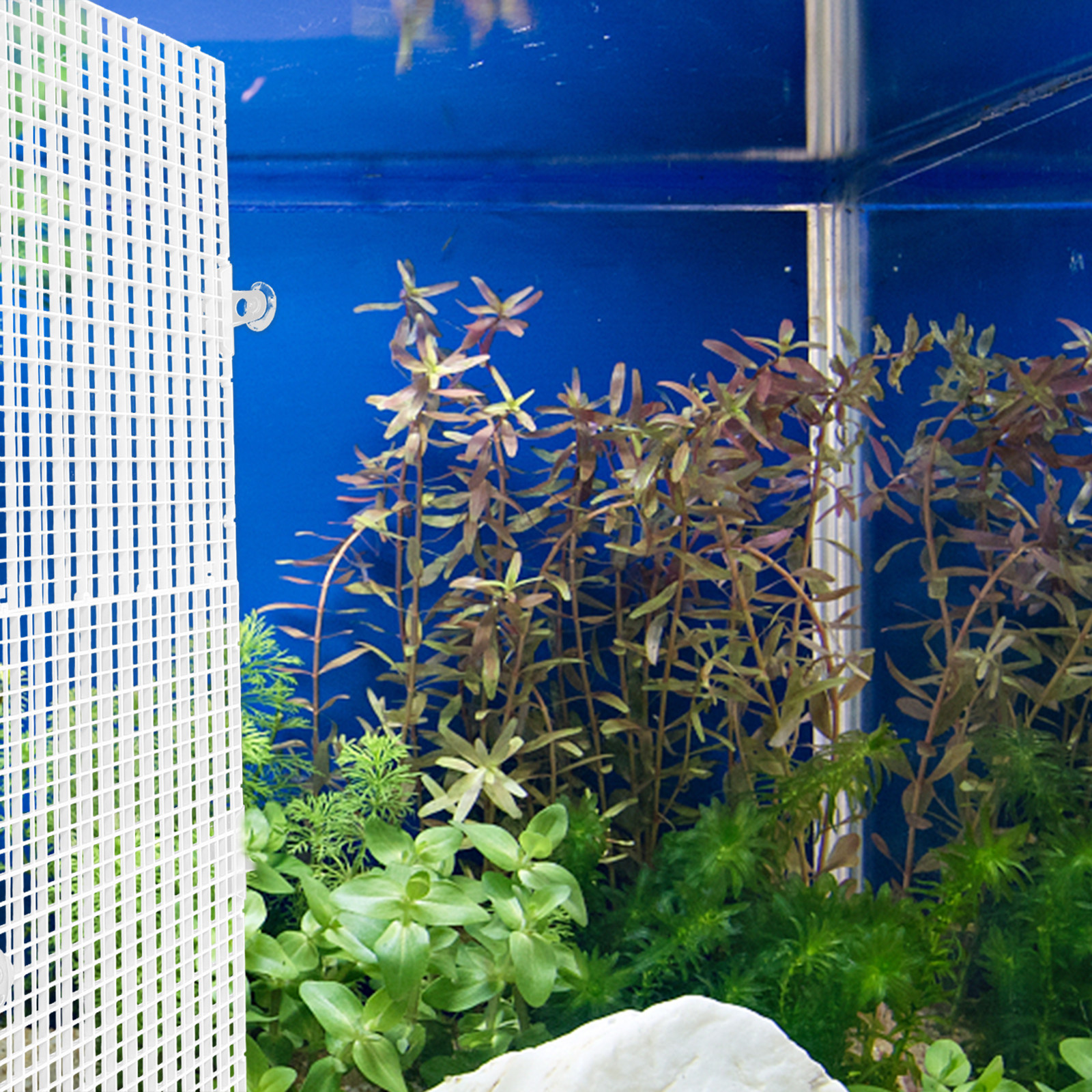 2Pcs Fish Tank Divider Plastic - Aquarium Fish Reproduction ulasan dan harga